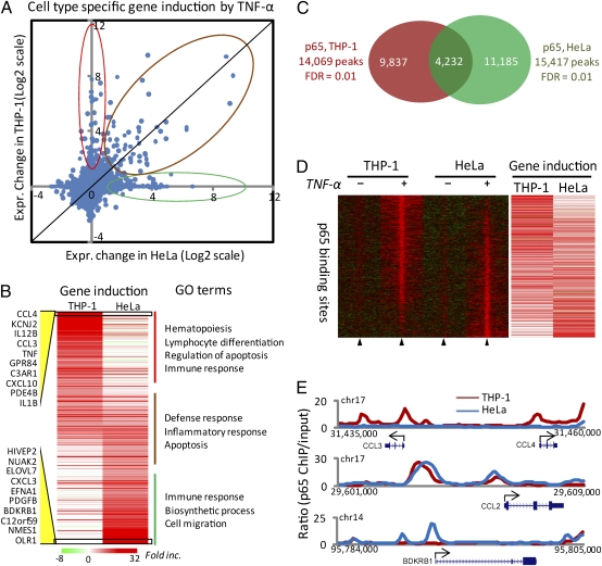 PU.1 and C/EBP(alpha) synergistically program distinct response to NF-kappaB activation through establishing monocyte specific enhancers.