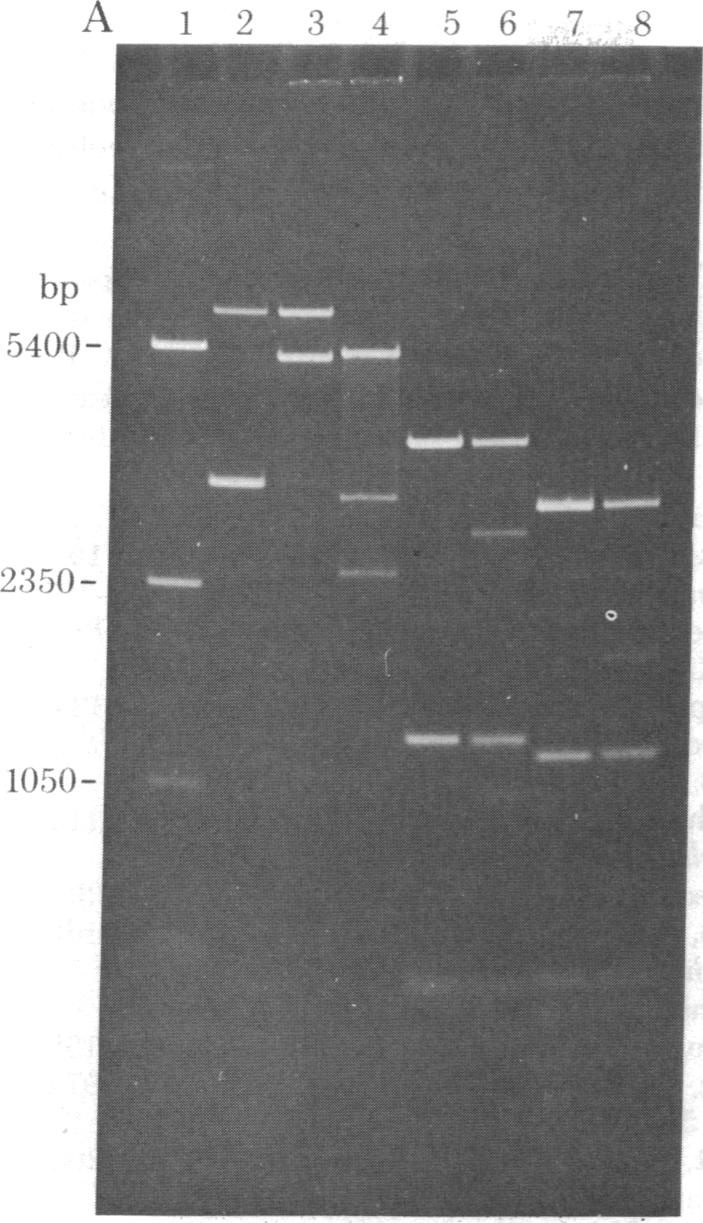 graphic file with name pnas00498-0224-a.jpg