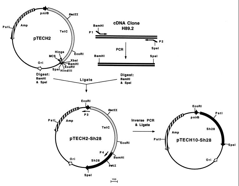 FIG. 1