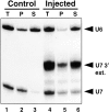 Figure 7.
