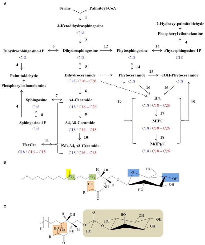 FIGURE 2