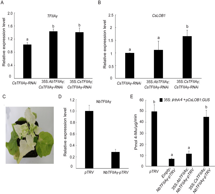 Fig 6