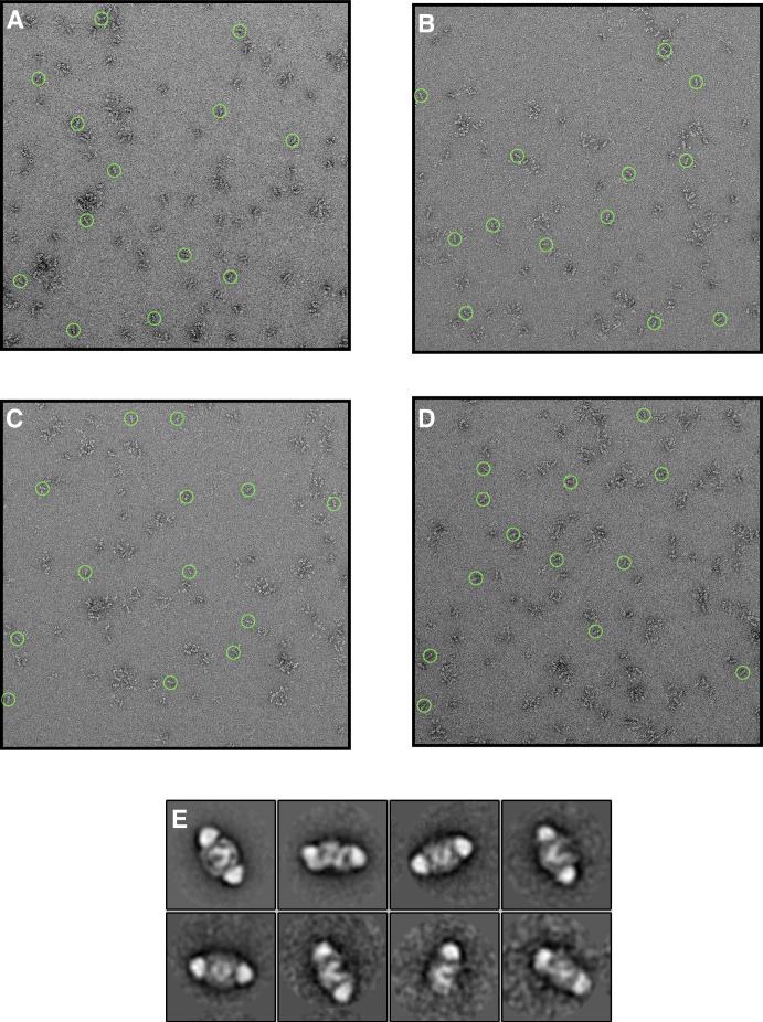 Figure 2—figure supplement 3.