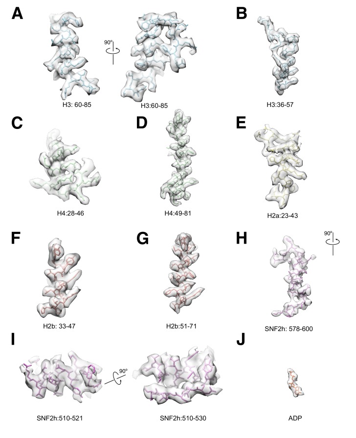 Figure 3—figure supplement 1.