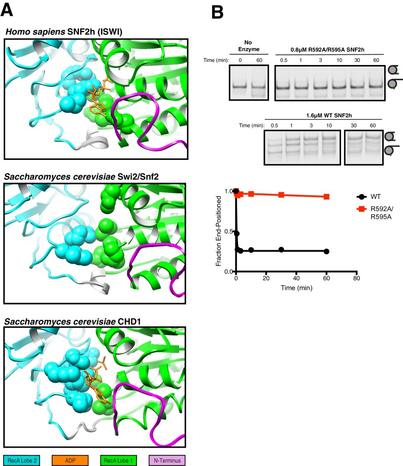 Figure 3—figure supplement 2.