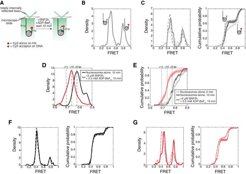 Figure 1—figure supplement 4.