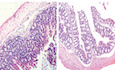 graphic file with name EMBJ-41-e111289-g011.jpg