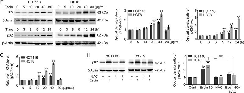 Figure 2 (F, G)