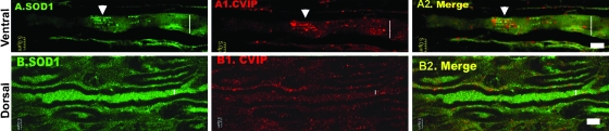 FIG. 7.