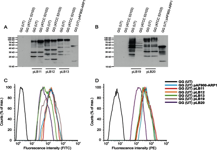 FIG 2