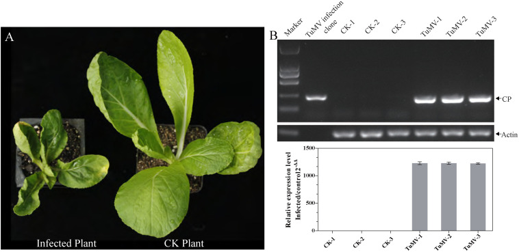 FIGURE 1