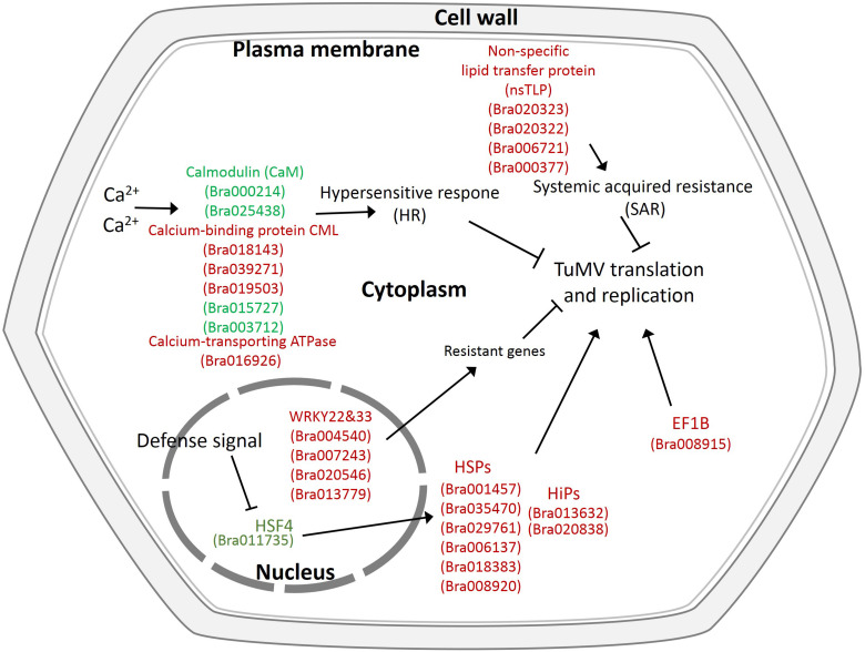 FIGURE 7