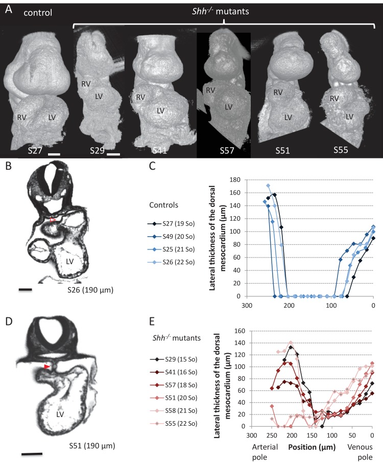 Figure 9—figure supplement 2.