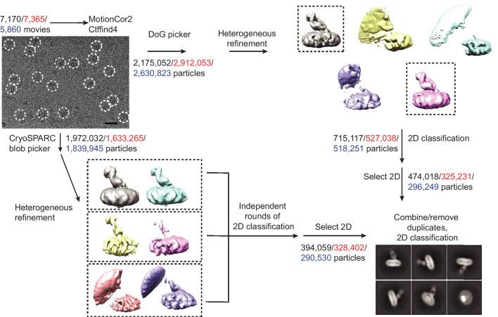 Figure 4—figure supplement 1.