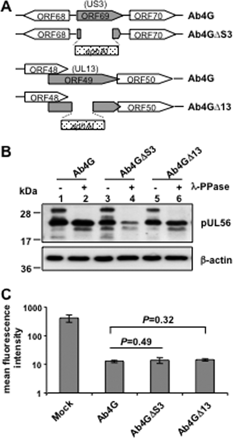 Fig 6