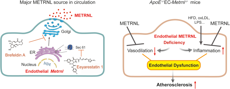 Figure 12