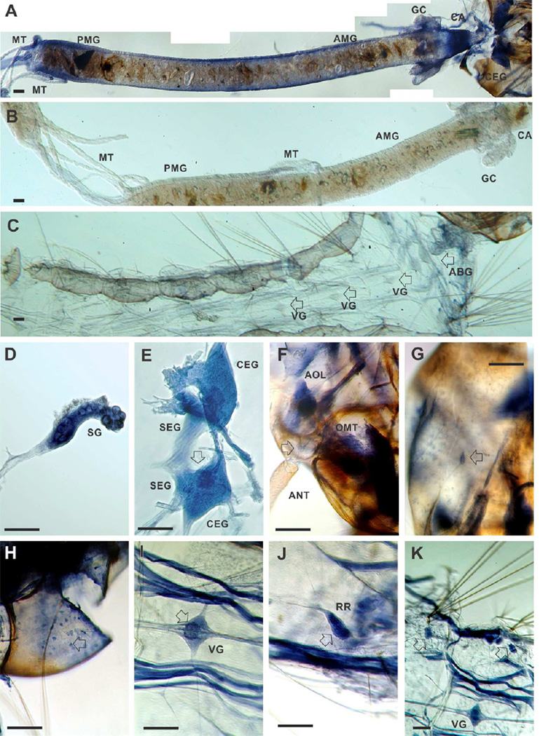 Figure 7