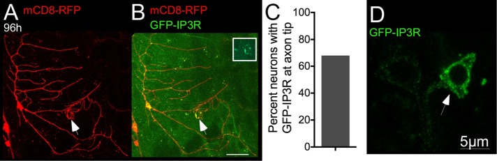 FIGURE 5: