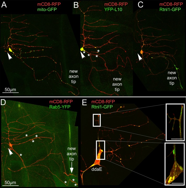 FIGURE 4: