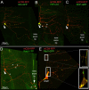 FIGURE 4: