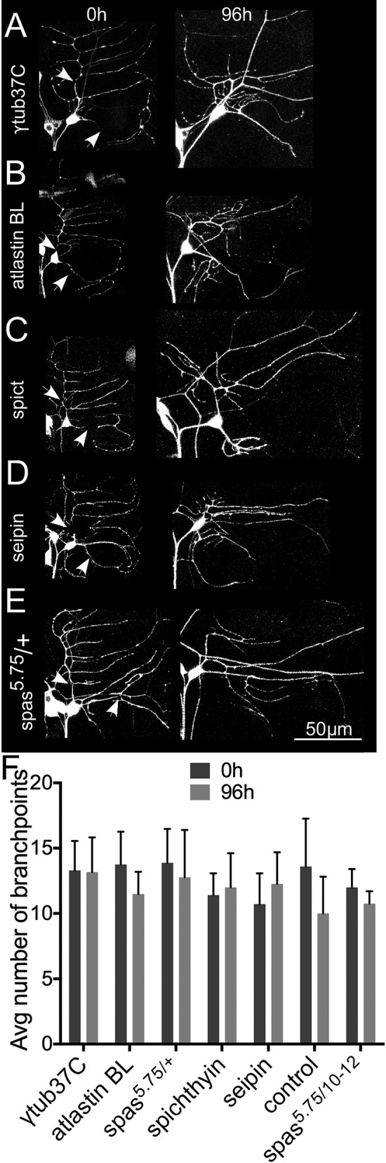 FIGURE 2: