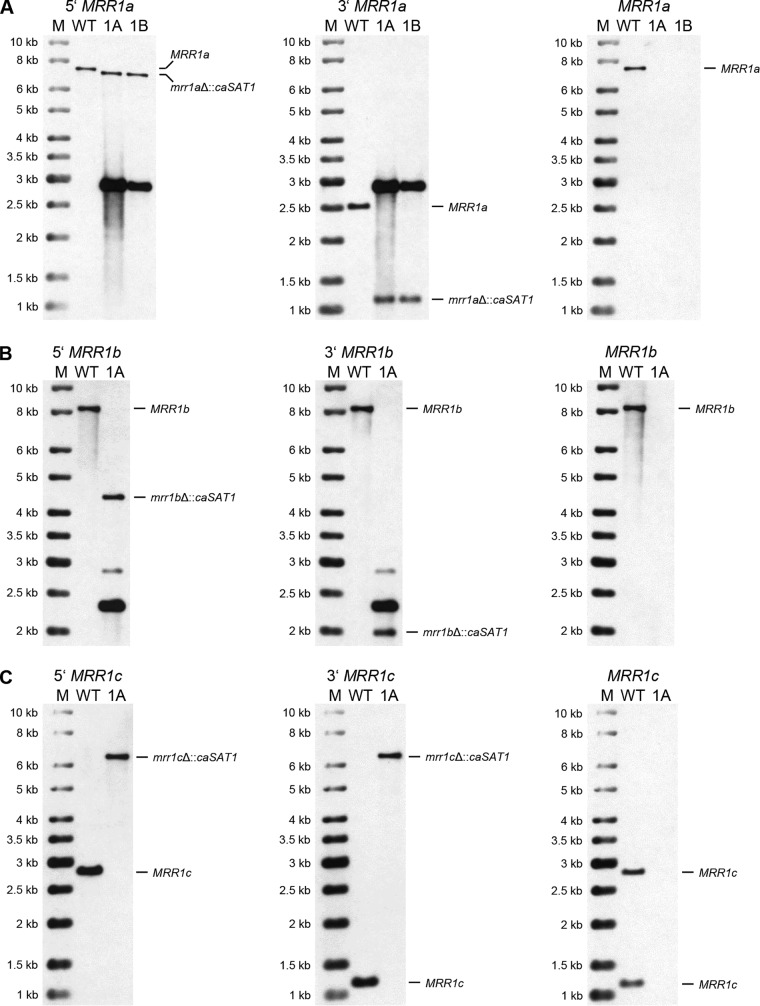 FIG 2