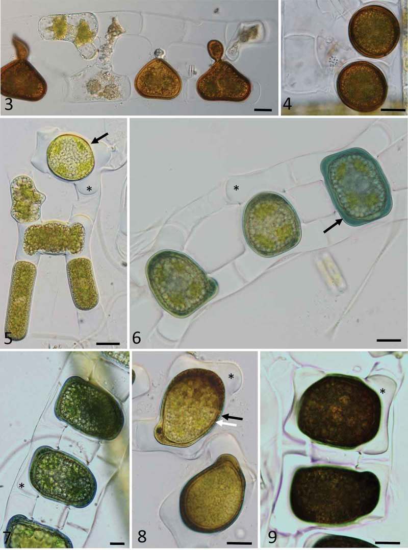 Figs 3–9.