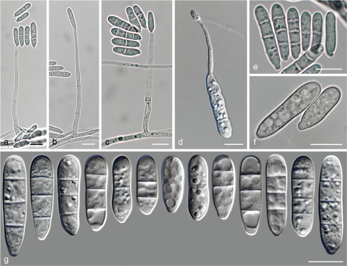 Fig. 21.