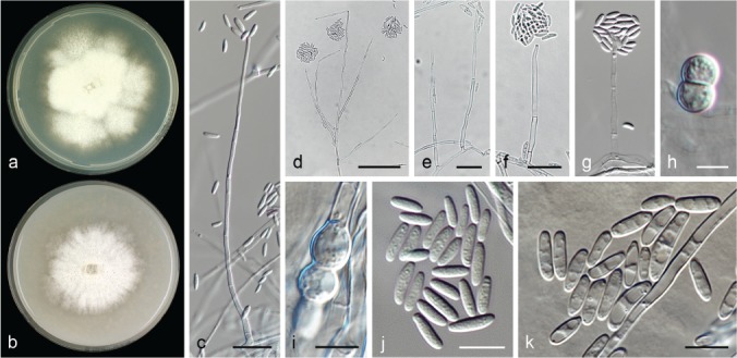 Fig. 28.