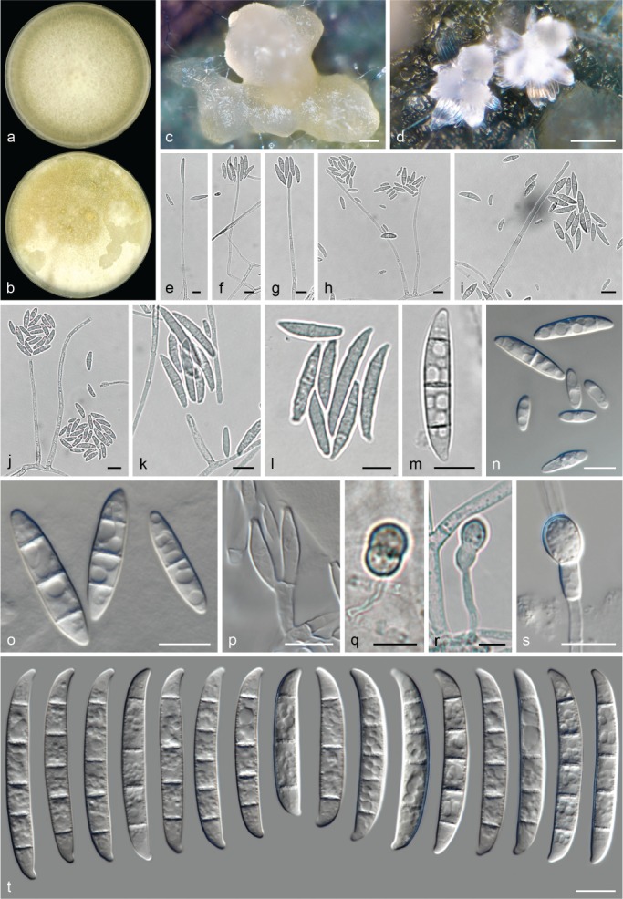 Fig. 11.