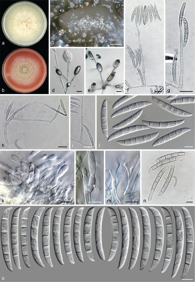 Fig. 26.