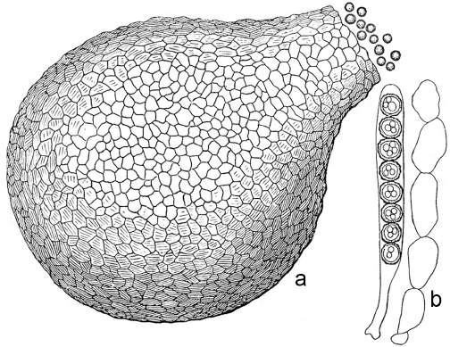 Fig. 49.