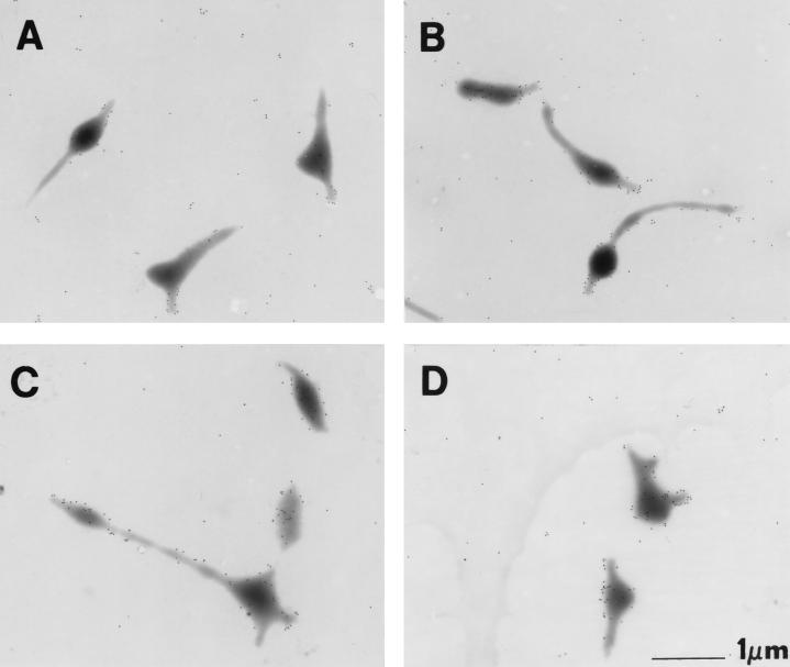 FIG. 7.