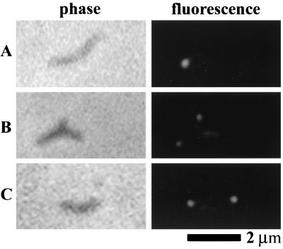 FIG. 8.