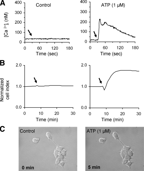 FIGURE 4.