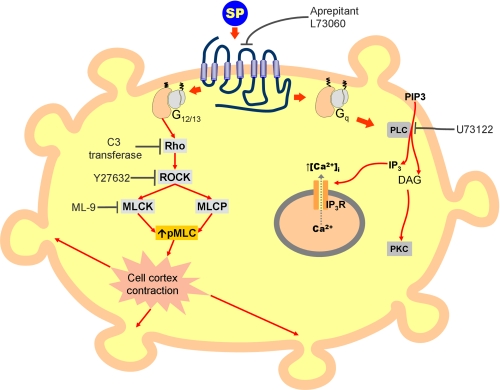 FIGURE 10.