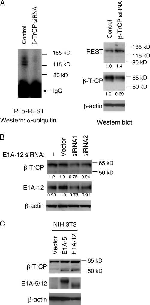 Fig 5