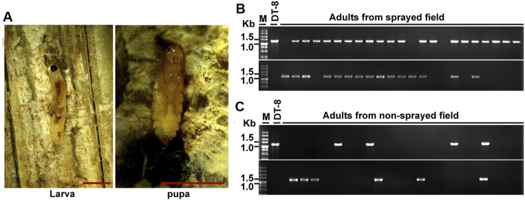 Fig. S8.