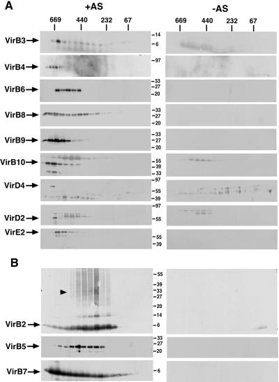 Fig 4.