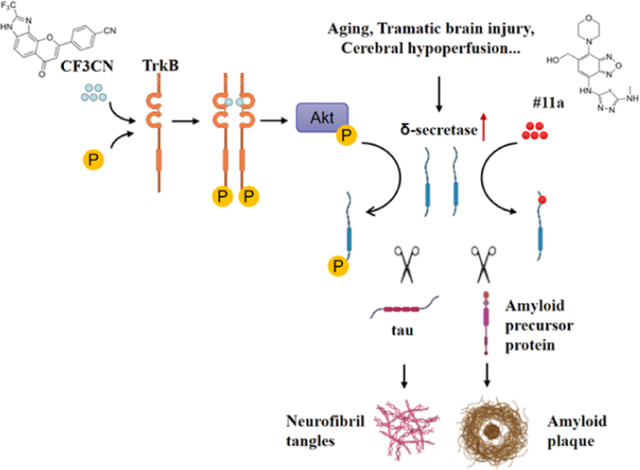 graphic file with name nihms-1731738-f0001.jpg