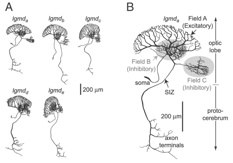 FIG. 1