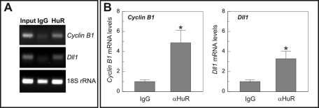 FIGURE 5: