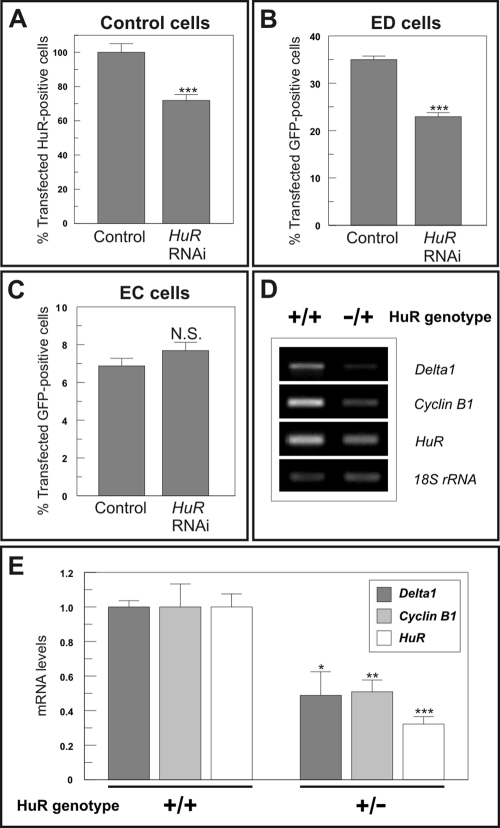 FIGURE 6: