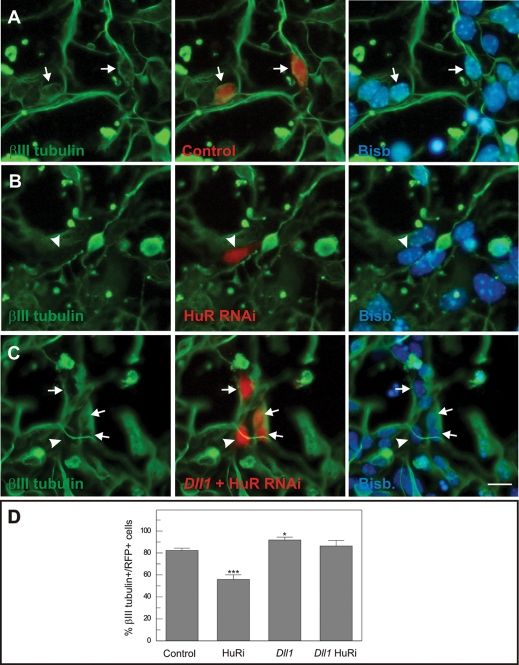 FIGURE 7: