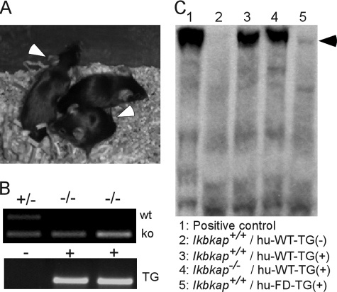 FIG. 8.