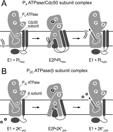 FIGURE 8.