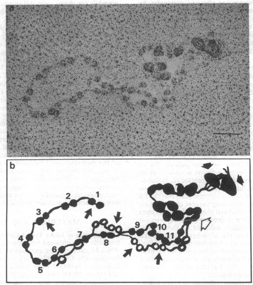 graphic file with name pnas00351-0170-a.jpg