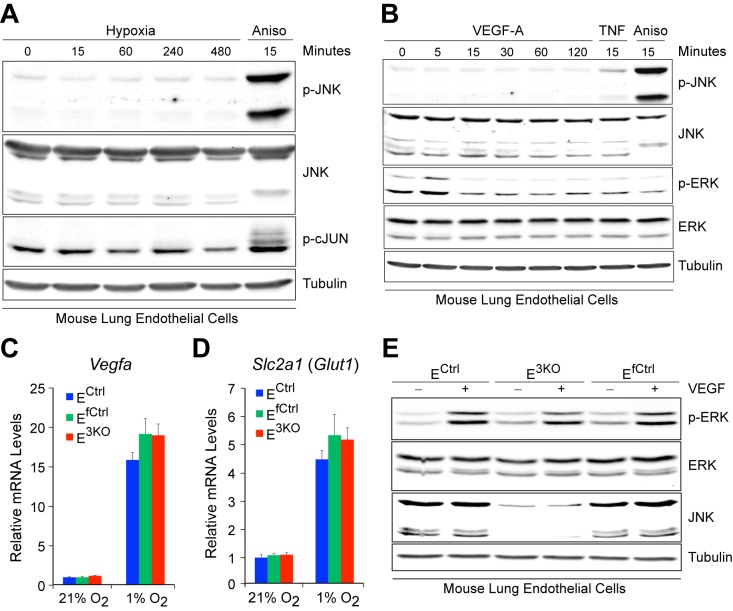 Figure 1—figure supplement 3.