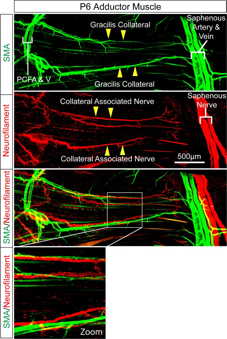 Figure 5—figure supplement 1.