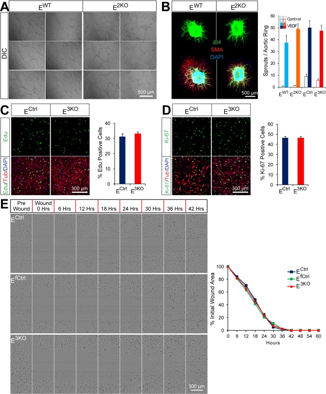 Figure 1—figure supplement 4.